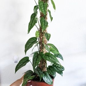 Monstera Siltepecana Cutting